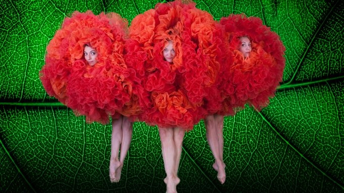 MOMIX (ארה"ב) - נובמבר 2019